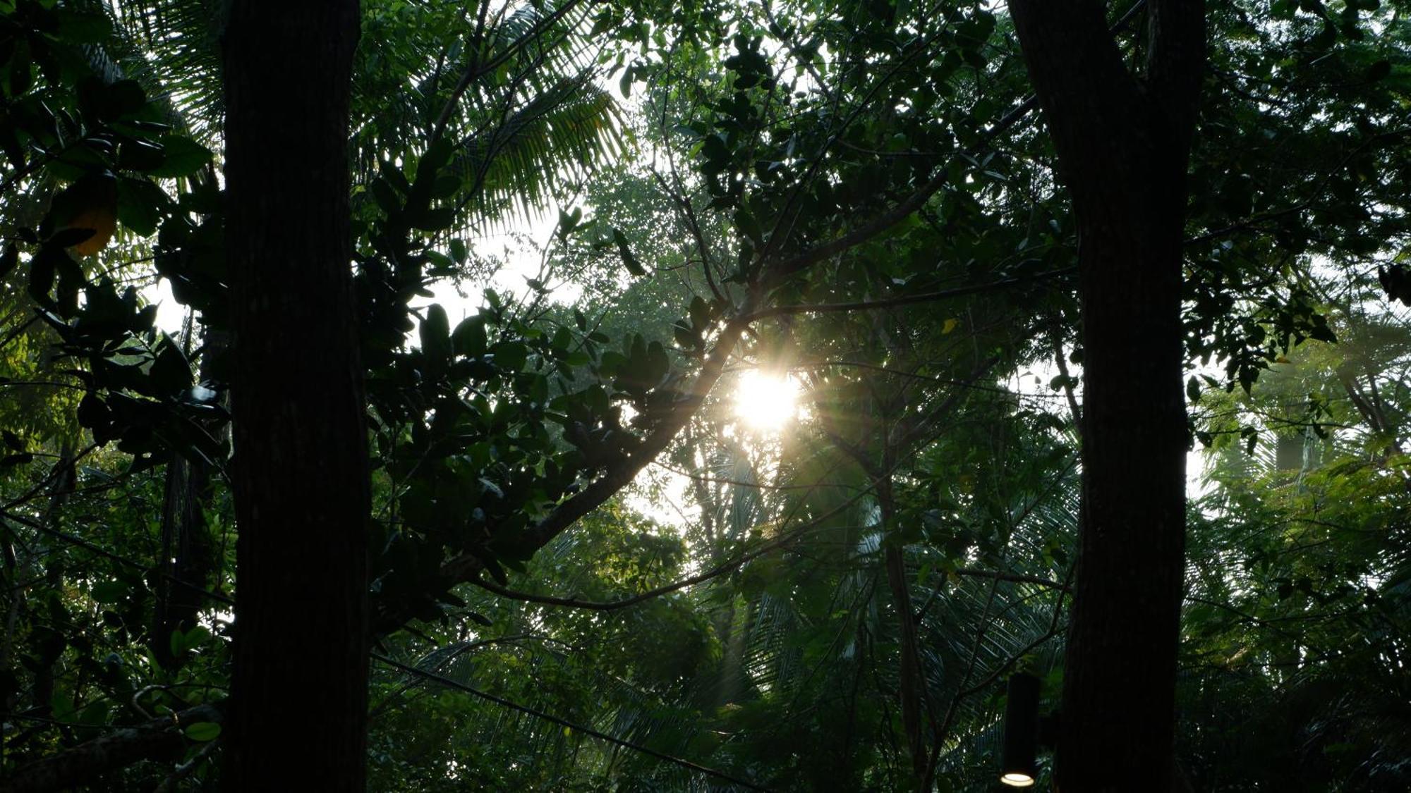 Hau Eco Lodges Citumang Pangandaran Eksteriør billede